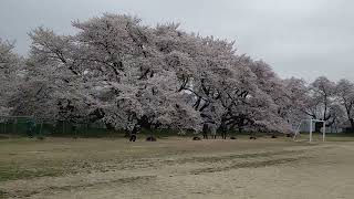 高森南小学校の桜2023　 　Cherry Blossoms  in  Takamori  Minami  Elementary  School