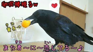 【卵泥棒】カラスに黄身を与えてみた🐣 クセの凄い猫😸 20181205、カラス＆猫