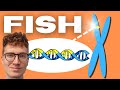 Fluorescent In Situ Hybridization (FISH) EXPLAINED