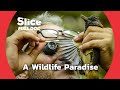 Papua : a Biodiversity Sanctuary | FULL DOCUMENTARY