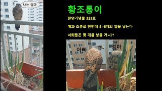 EP.006 황조롱이 kestrel :: 황조롱이 알 몇개나 낳을거니?!