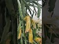 Full Loaded Dragon Fruit Plant With Flowers  #shorts #satisfying #farmersson