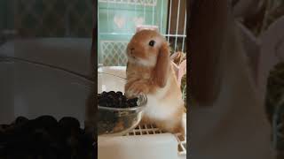 So Cute||Bunny Eating||🐰🐇#short #trending #viralvideo #bunny