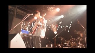 立ち耳スコティッシュフォールド/Don't fix (live)