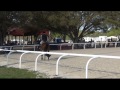 gotta minute 2009 aqha gelding 2014 clarcona