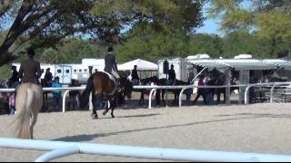 Gotta Minute 2009 AQHA Gelding 2014 Clarcona