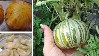 Update Video:Muskmelon(kharbooja) grow in pot from seeds/Muskmelon /खरबूजे को गमले में उगाएें