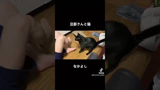 【旦那さんと猫】パンチするほど仲が良い#shorts #cat