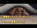 【tortoise diary】ギリシャリクガメpart.13【リクガメの日記】