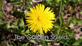 Fertile Heart Imagery: The Golden Shield