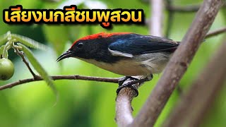 เสียงนกสีชมพูสวน Scarlet-backed Flowerpecker | Animal Sound Around Me