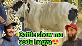 Alhamdulilah cattle show ma Deal karli noori cattle farm ne😍❤️