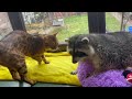 today the raccoon in the fight for the toy wins.video from zoo home channel