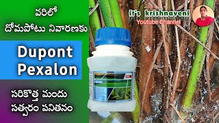 Dupont pexalon full details in telugu | వరిలో దోమపోటు నివారణకు డుపాంట్ పెక్సలాన్ | its krishnaveni