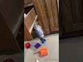 Einstein performs drawer gymnastics #africangreyparrot #takingparrot #shorts