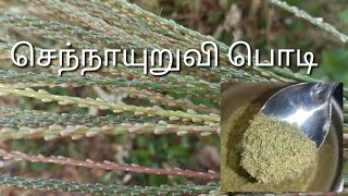 செந்நாயுறுவி பொடி | பசியை போக்கும் | உடல் பலத்தை அதிகரிக்கும் | Achyranthes Aspera