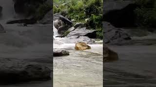 Uttarakhand Mountains Rain Waterfall, Berinag to Pakhu Village #shorts #short