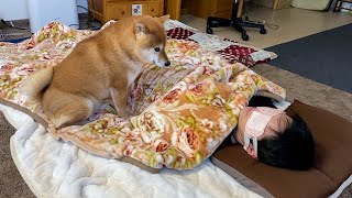 It is full of tears to the poor physical condition of the owner, behavior of subsequent Shiba Inu