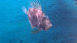 【水中動画】マトウダイ　John Dory