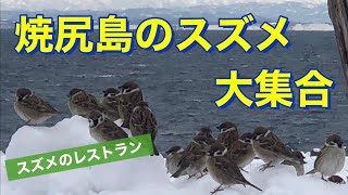 【スズメ大集合】焼尻島のスズメのレストラン