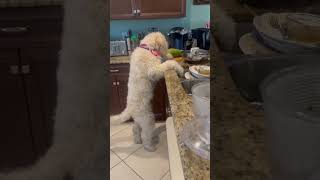 My baby doing dishes? Wishful thinking😞#puppylove #labradoodles#❤️🙏🏻🇺🇸