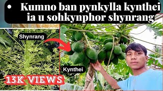 Kumno Ban Pynkylla Kynthei ia U SohKynphor Shynrang | Peit Ha Kano Ka Rukom