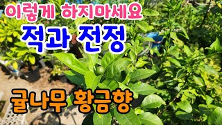 차모의 옥상정원 6월/ 이렇게 가지치기 하지 말자(잘못된 적과 전정)/ 귤나무 황금향 / 배우지 않고 용감하면, 그래도 먹을 것은 있다