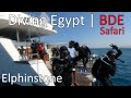 Diving Egypt | BDE Safari | Tauchen in Ägypten | Day 5 | Elphinstone & Marsa Shouna