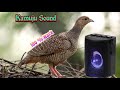 Kamuju Sound // Teetar Sound // 100% Wark // Jodi & Female and Male