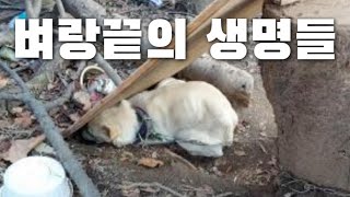 버려진 아이들의 처참한 삶