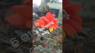 ଆମ ବଗିଚା 🌹🌻🌷🌲🌲