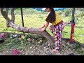 short i m trying to climb the giant cassava tree robbe cimagala