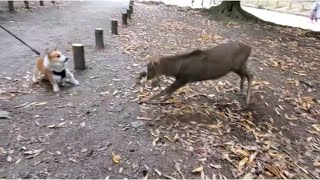 【コーギー】鹿とは友達になれそうにない犬A deer is a dog that is unlikely to be a friend