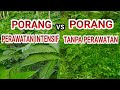 PORANG TANPA PERAWATAN VS PORANG DENGAN PERAWATAN INTENSIF Ternyata Sangat Jauh @ahmadhusain2296