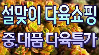 78화 중대품 묵둥이 다육식물 특가~  명절스트레스 날려버릴 다육쇼핑!