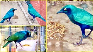 Blue-eared starling feeding in community bird aviary / Lamprotornis chalybaeus