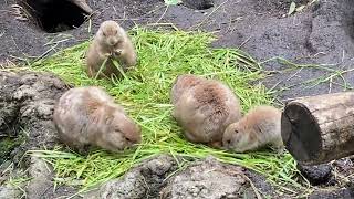 オグロプレーリードッグ@上野動物園