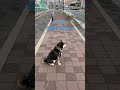 いやいや犬 虎鉄ちゃん 黒柴 柴犬 散歩嫌い 拒否犬 帰りたい犬 こてつ かわいい犬 拒否柴 雪の京都 shiba shiba inu shiba ken