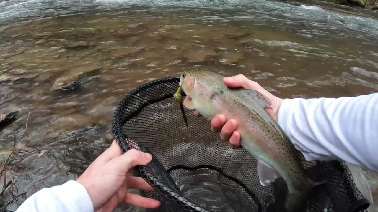 Fly Fishing A Hidden Gem In WNC - YouTube