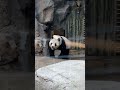 大熊猫胖大海～ 是金黄色的海海呀～～～～♥️ panda pandahi beijingzoo cutepanda funny