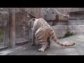 2015.4.12 東武動物公園☆ホワイトタイガーのスカイとアース【white tiger】_08