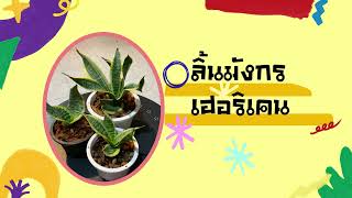 ลิ้นมังกรปลูกรับโชคปี66