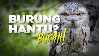 Burung Mulut Katak #AlamSemenit