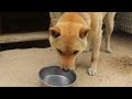 山陰柴犬リキがイチゴを食べる