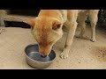 山陰柴犬リキがイチゴを食べる