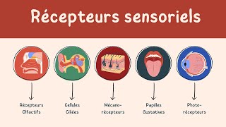 Les Récepteurs Sensoriels : Types, Fonctions et Rôle dans la Perception