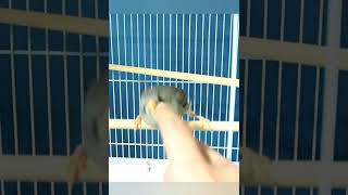 しらたまの発情攻撃！【ジャンボキンカ キンカチョウ 錦華鳥 錦花鳥  Zebrafinch 小鳥】