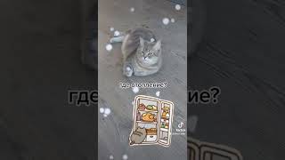 Холодно  #reels #юмор #холодно  #elenaeder #кот #cat #смех #humor #ржака #однаждывроссии #tiktok