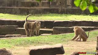 Watching our Abandoned monkey Meeting What Happen next !!