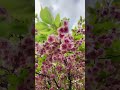 cherry blossom sakura the streets of paris 26 cherryblossom parisvisheshams shorts viral